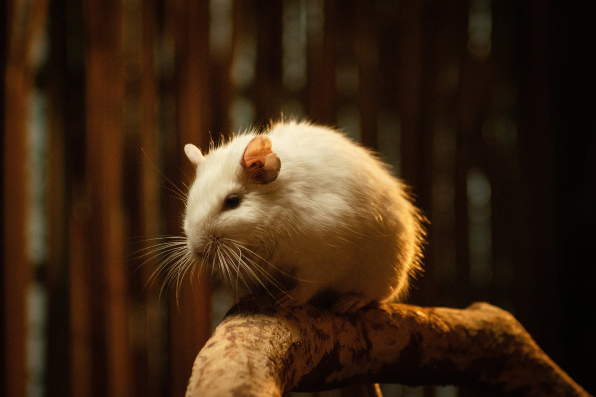 Gerbils