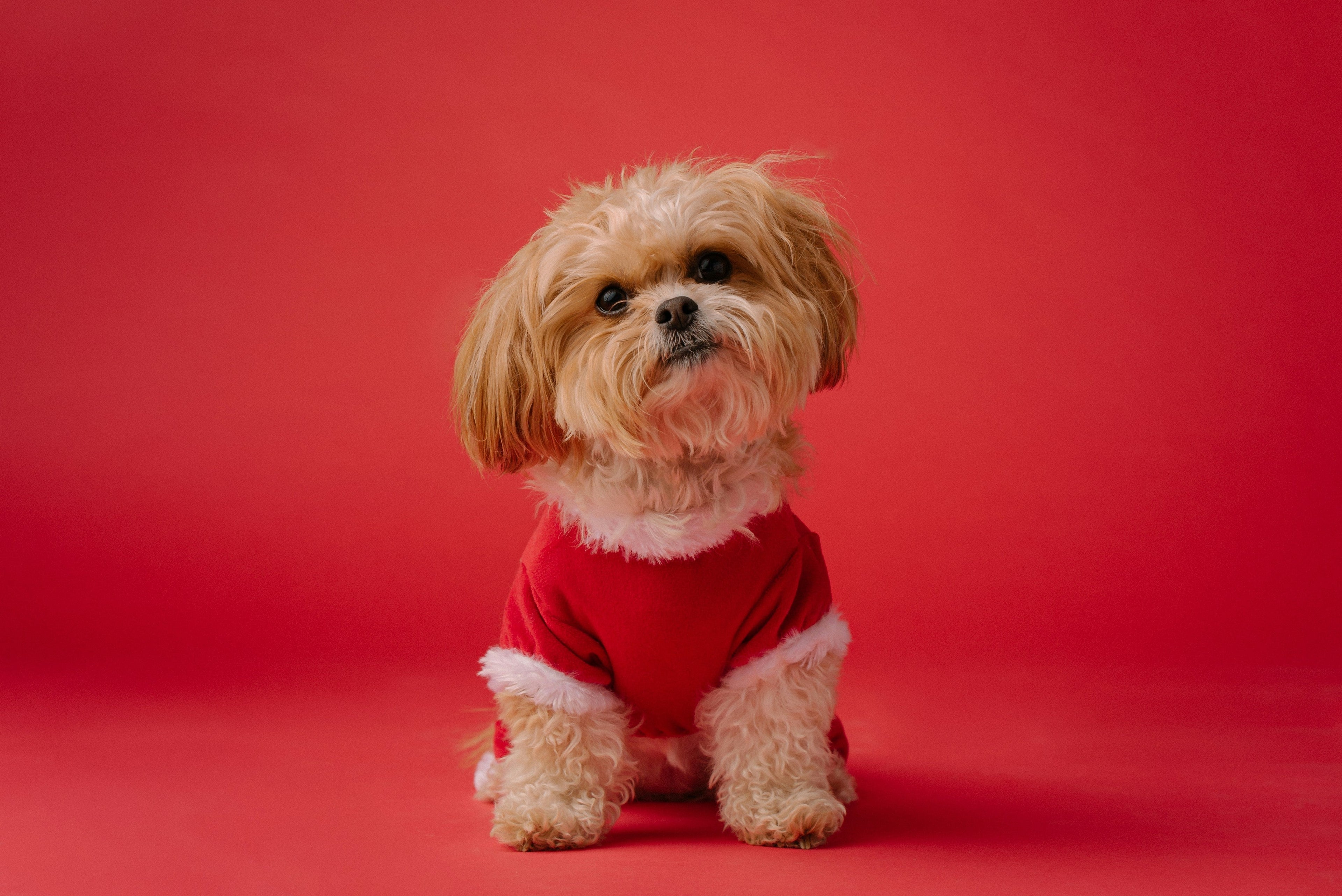 Pet Clothes